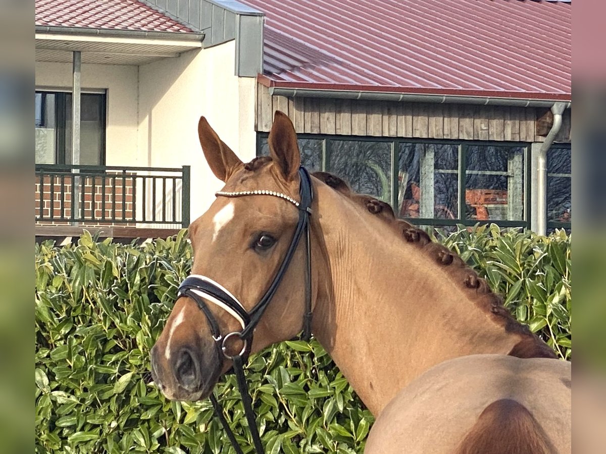 Oldenburg Gelding 4 years 17 hh Chestnut-Red in visbek