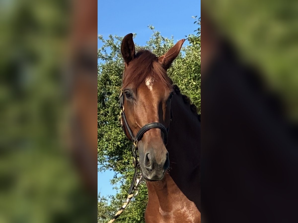 Oldenburg Gelding 4 years 17 hh Chestnut-Red in Pfaffenhofen Weiler