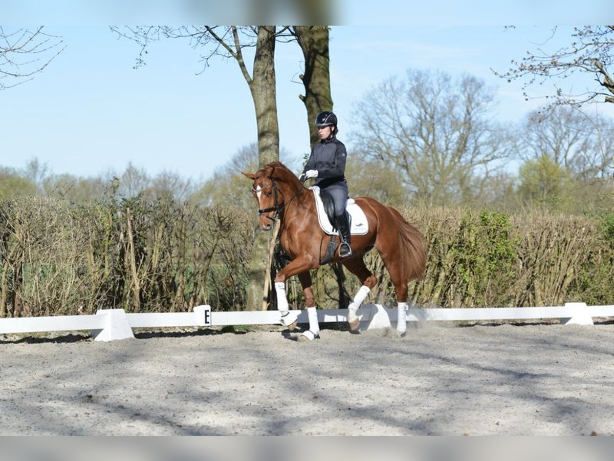 Oldenburg Gelding 4 years 17 hh Chestnut-Red in Visbek