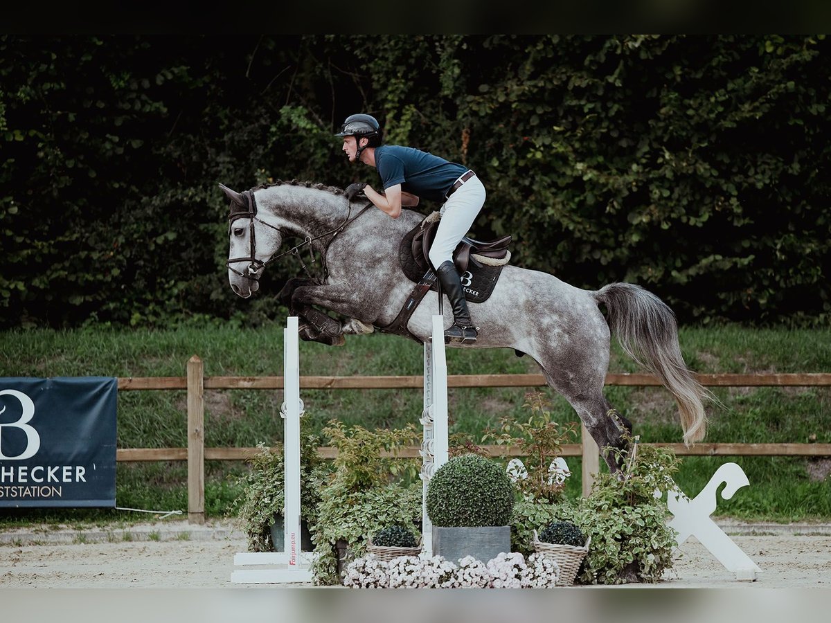 Oldenburg Gelding 4 years 17 hh Grey in Riedstadt