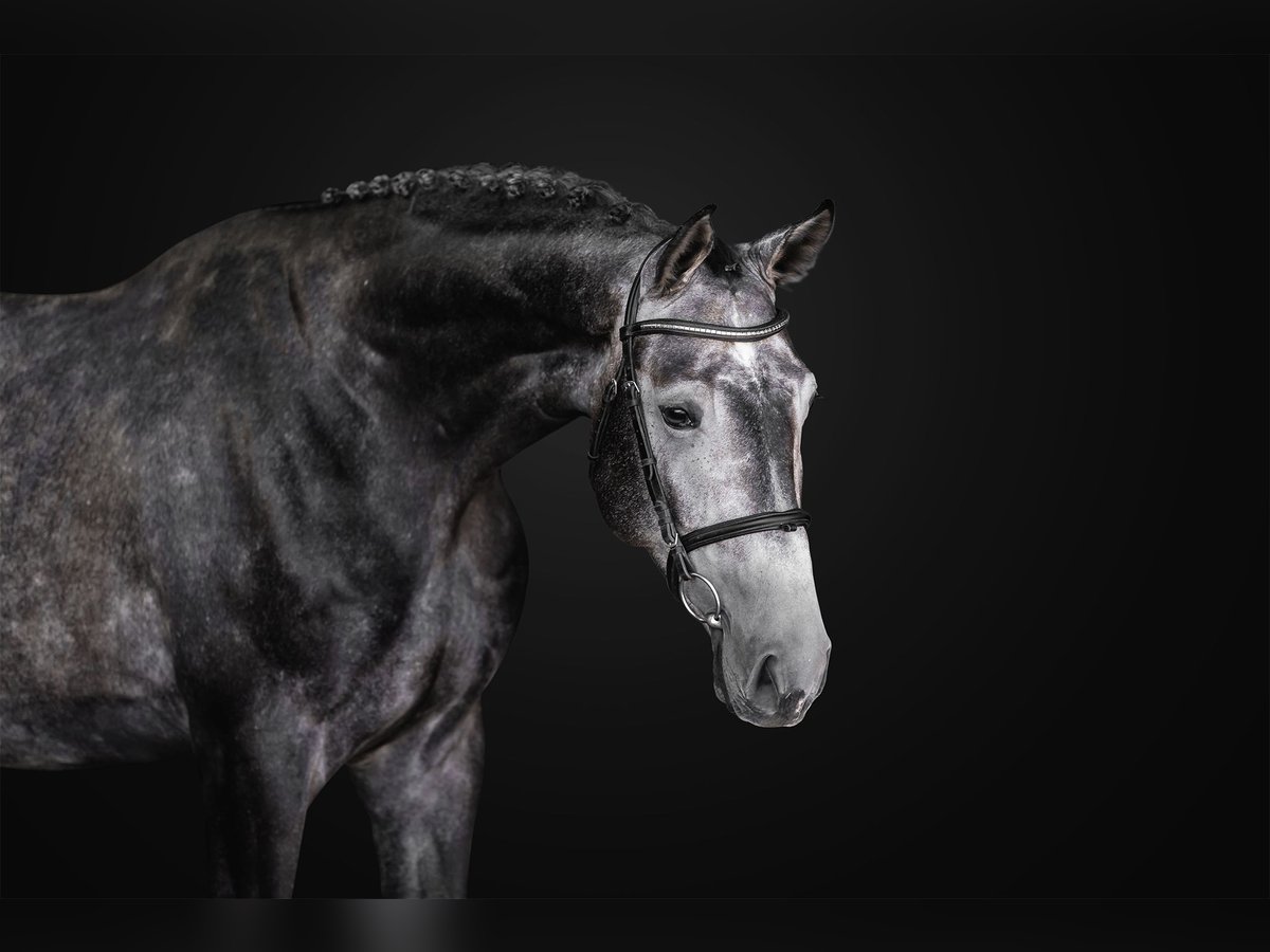 Oldenburg Gelding 4 years 17 hh Grey in Zduchovice