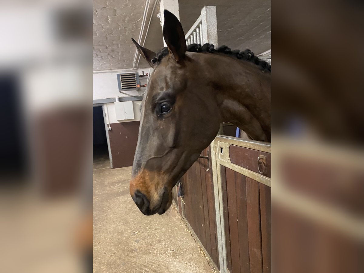 Oldenburg Gelding 4 years 17 hh Smoky-Black in Bocholt