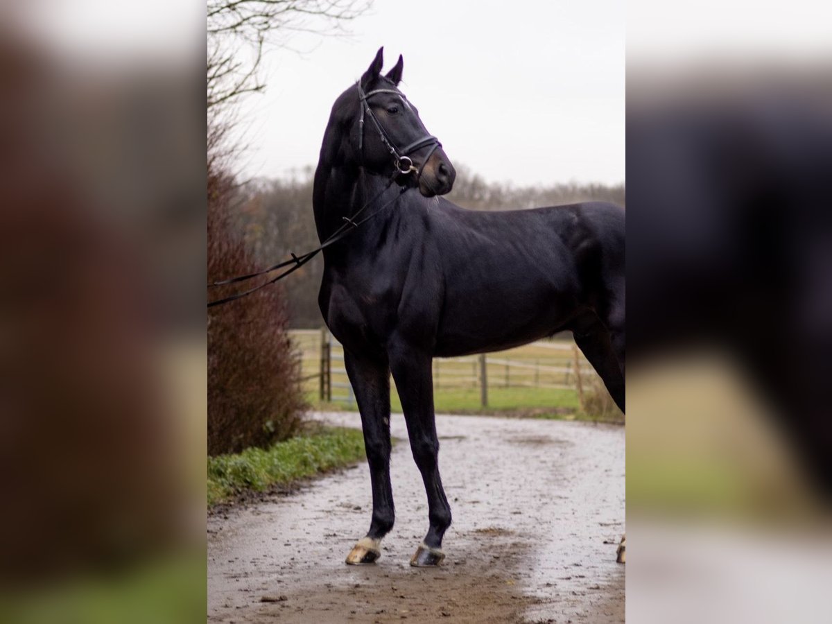 Oldenburg Gelding 4 years 17 hh Smoky-Black in Perl