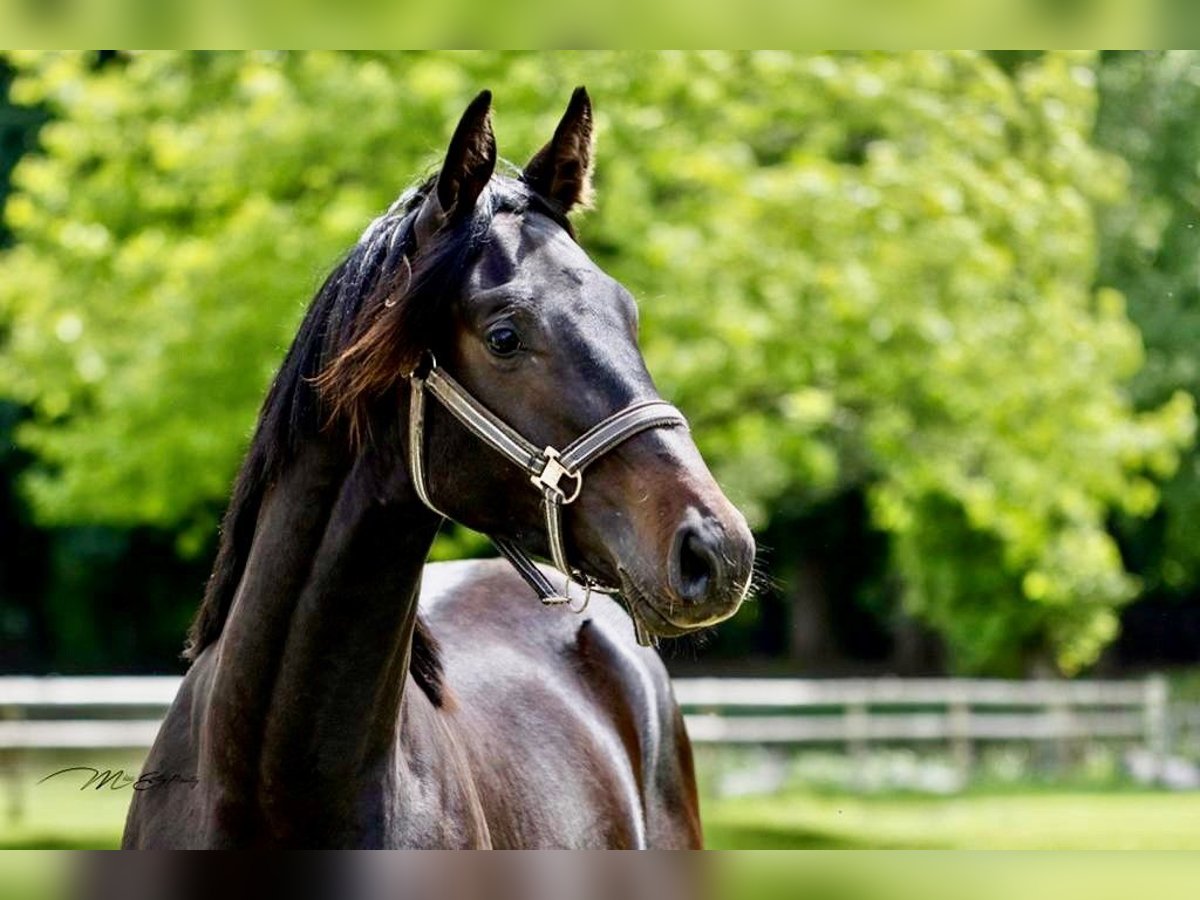 Oldenburg Gelding 4 years 17 hh Smoky-Black in Melle