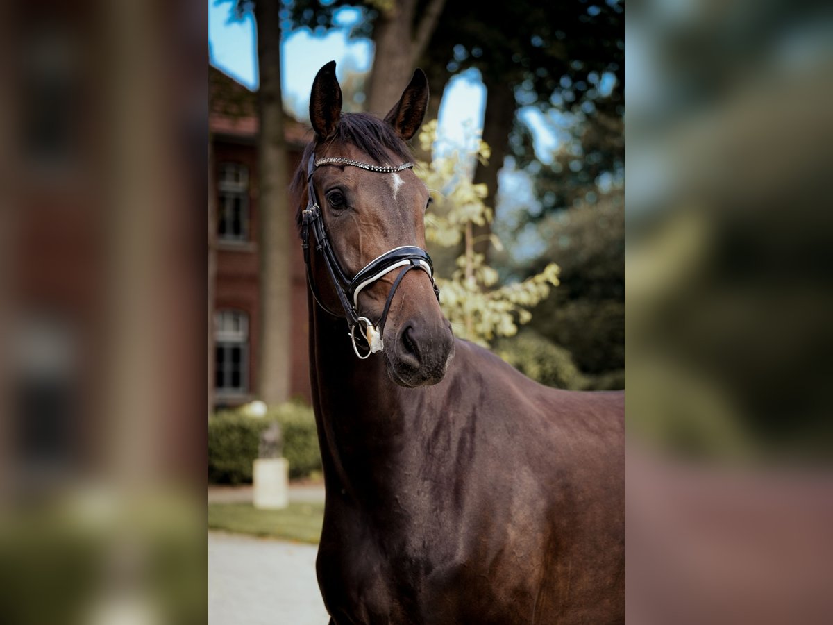 Oldenburg Gelding 4 years 17,1 hh Bay-Dark in H&#xF6;rstel