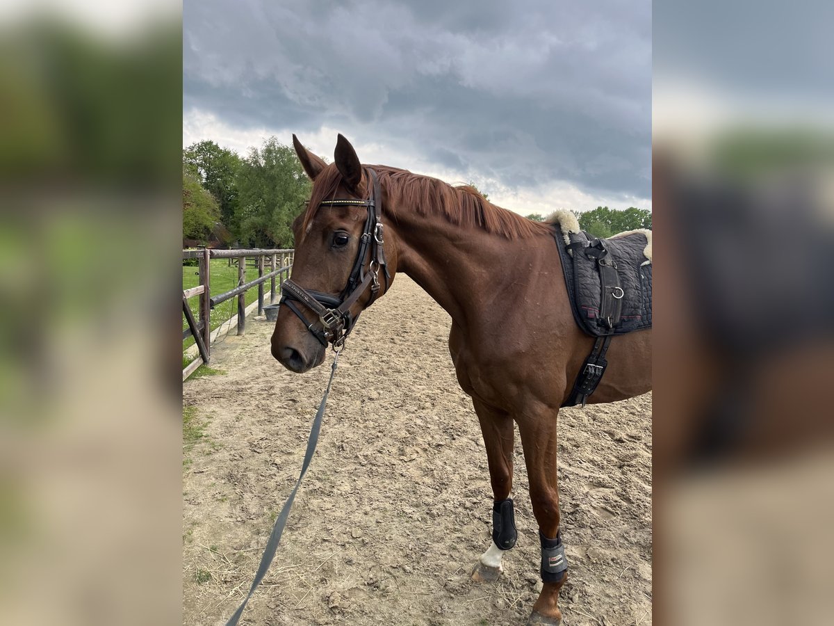 Oldenburg Gelding 4 years 17,1 hh Chestnut-Red in Bassum
