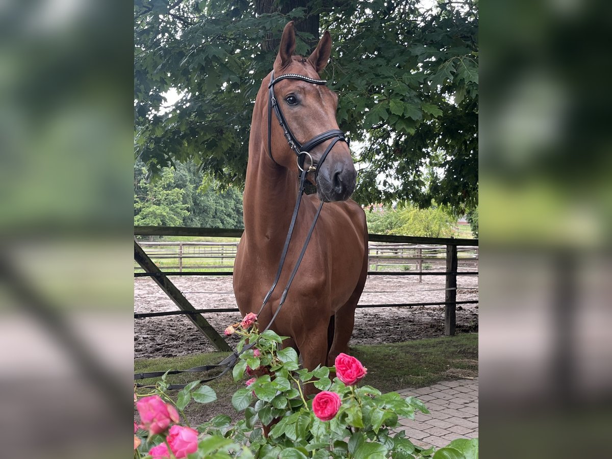Oldenburg Gelding 4 years 17,2 hh Chestnut-Red in Bassum