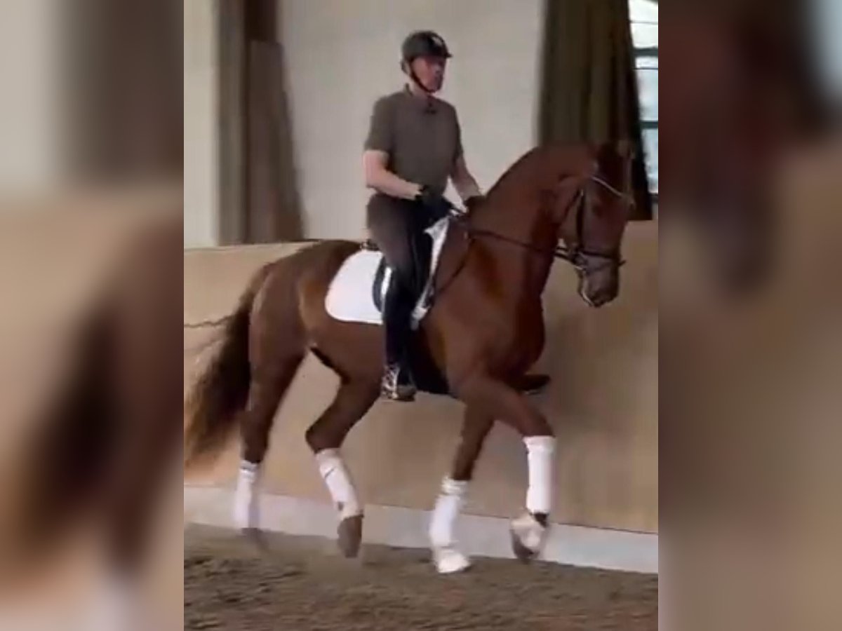 Oldenburg Gelding 4 years 17,2 hh Chestnut-Red in Bassum