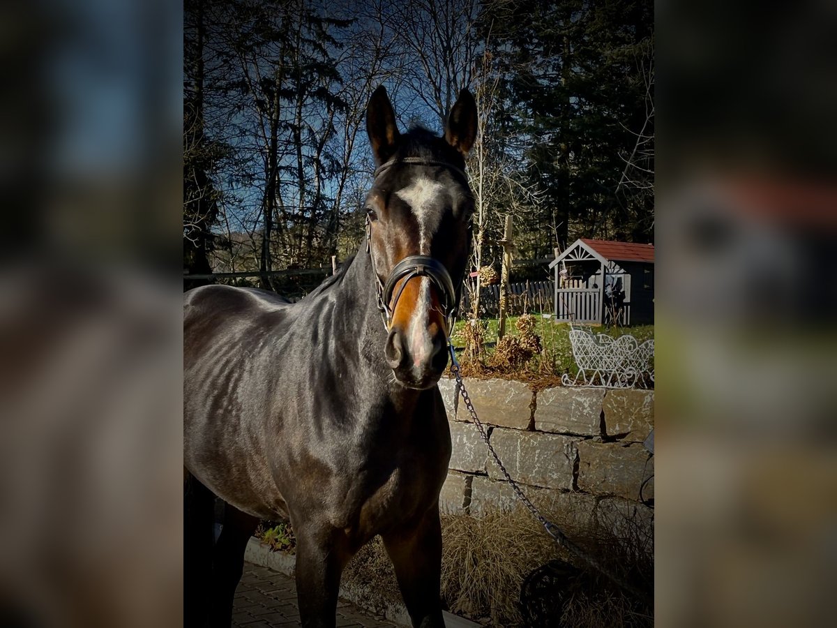 Oldenburg Gelding 4 years 18 hh Bay-Dark in Kelkheim (Taunus)