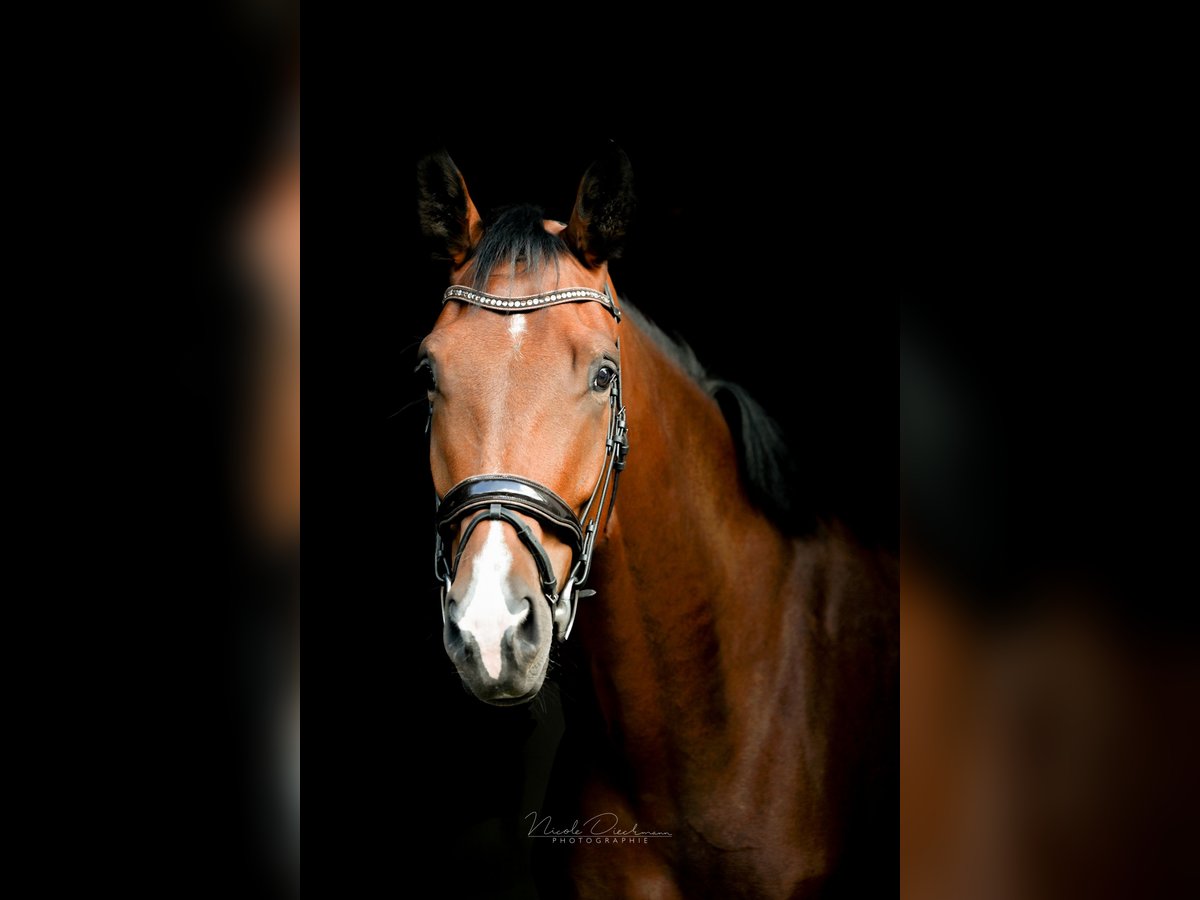 Oldenburg Gelding 4 years 18,1 hh Brown in Georgsmarienh&#xFC;tte