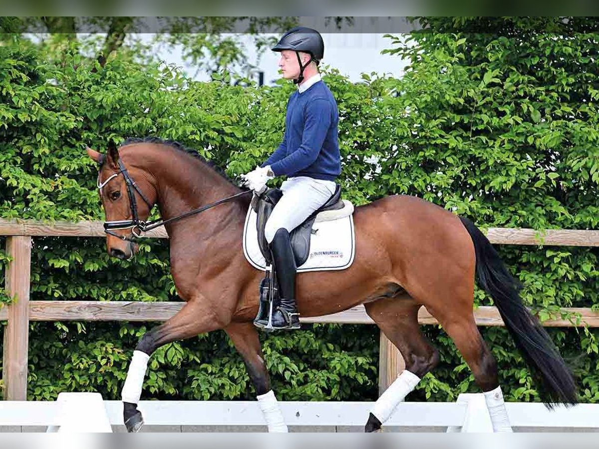 Oldenburg Gelding 4 years Brown in Vechta