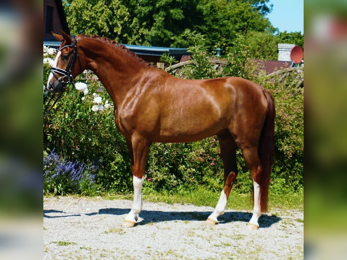 Oldenburg Gelding 4 years Chestnut in Hohenfelde