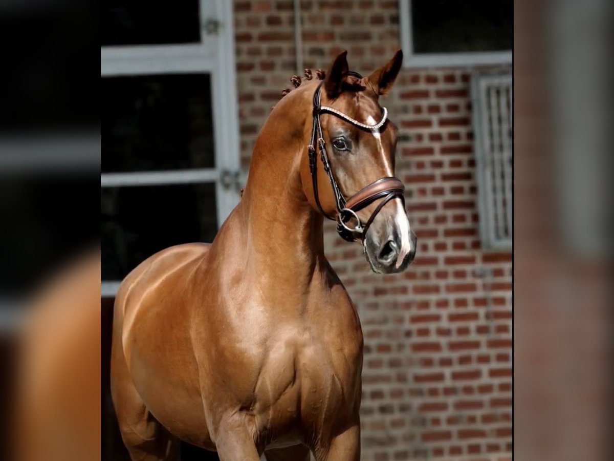 Oldenburg Gelding 4 years Chestnut-Red in Herford