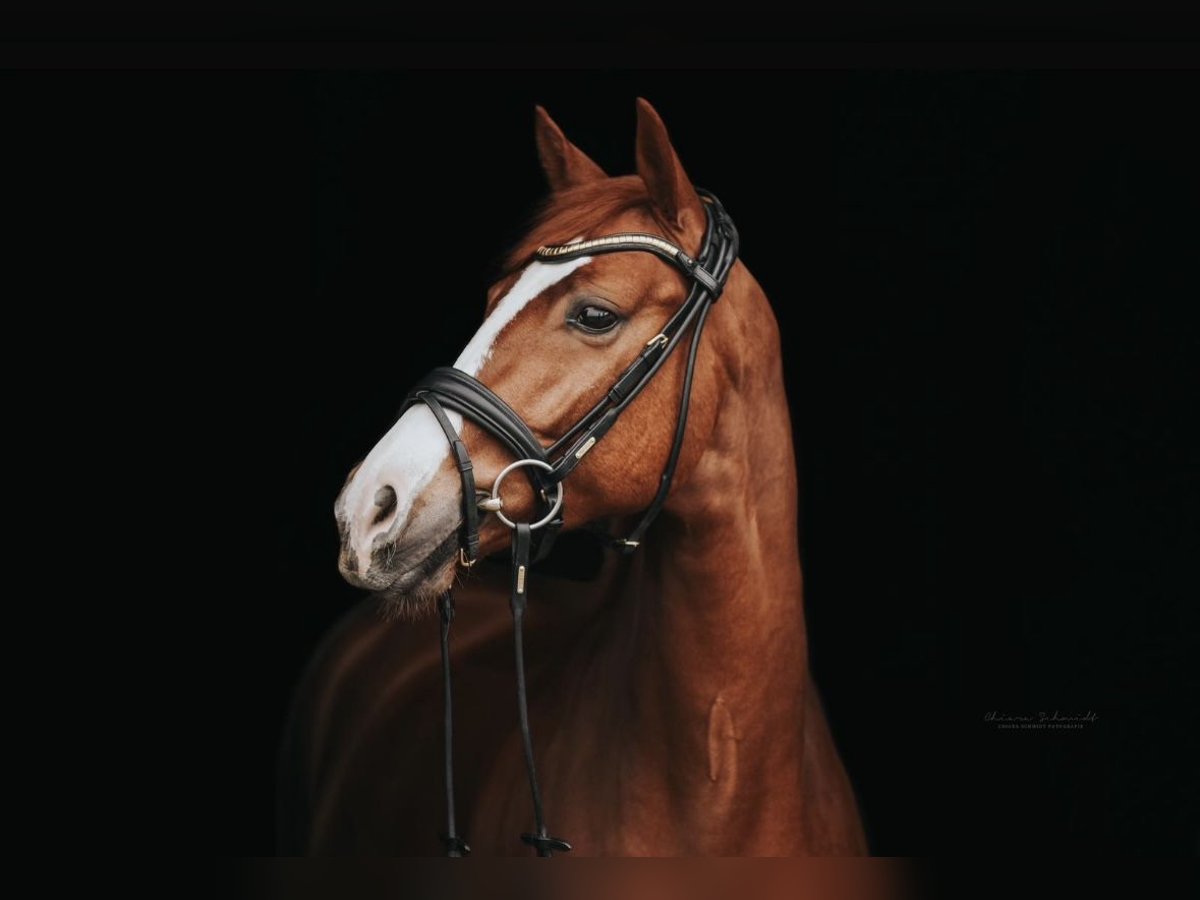 Oldenburg Gelding 5 years 15,3 hh Chestnut-Red in Kerpen