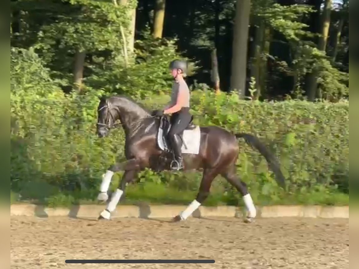 Oldenburg Gelding 5 years 16,1 hh Black in Ostercappeln