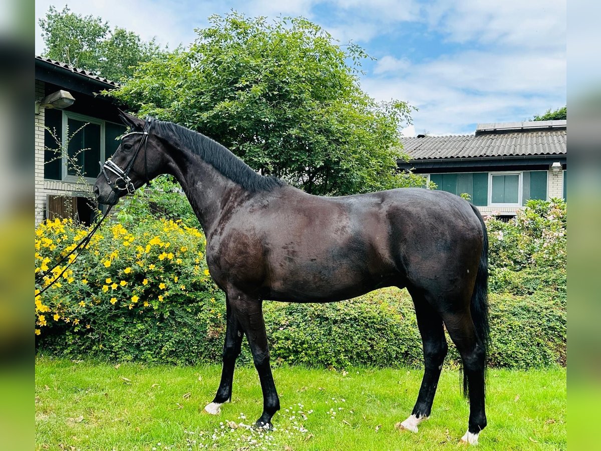 Oldenburg Gelding 5 years 16,1 hh Black in Vechta