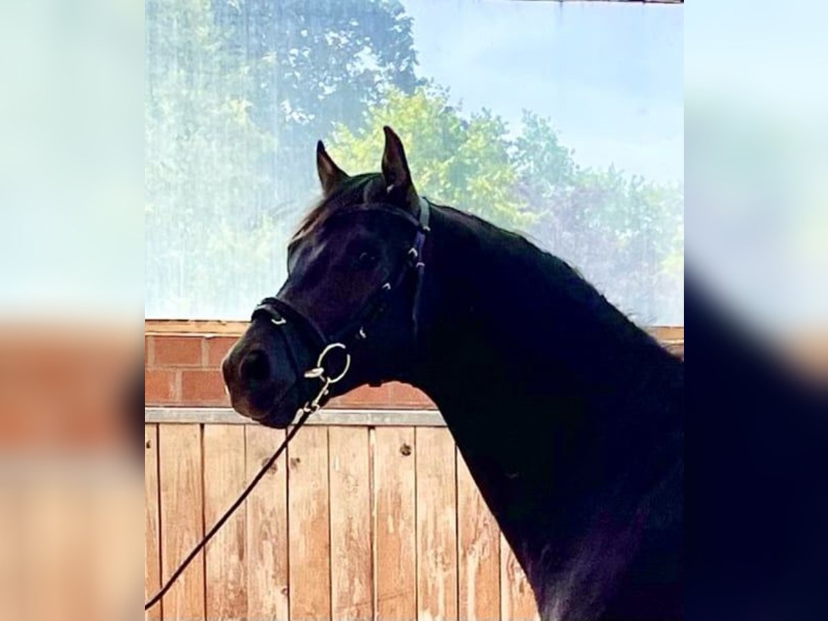 Oldenburg Gelding 5 years 16,1 hh Black in Ostercappeln