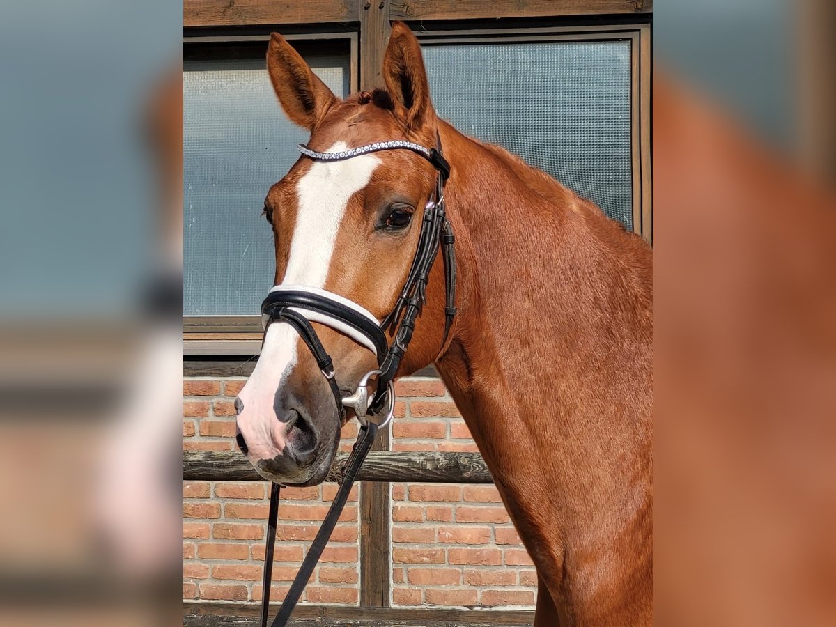 Oldenburg Gelding 5 years 16,1 hh Chestnut-Red in Heidesheim am Rhein