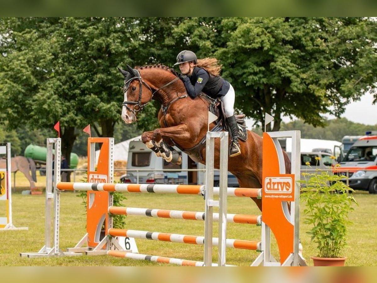 Oldenburg Gelding 5 years 16,1 hh Chestnut-Red in Aschersleben