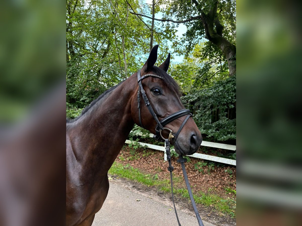 Oldenburg Gelding 5 years 16,2 hh Bay-Dark in Daldorf