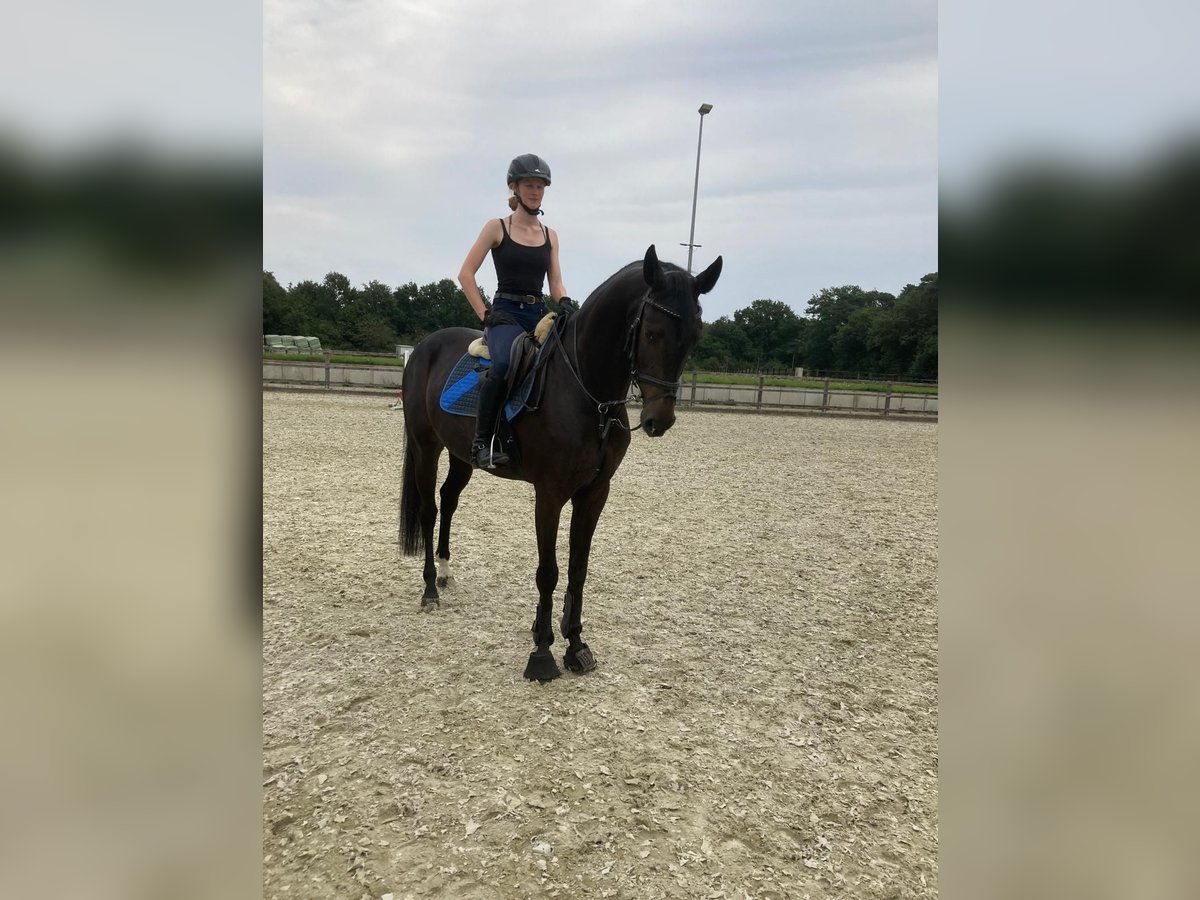 Oldenburg Gelding 5 years 16,2 hh Bay-Dark in Großenkneten