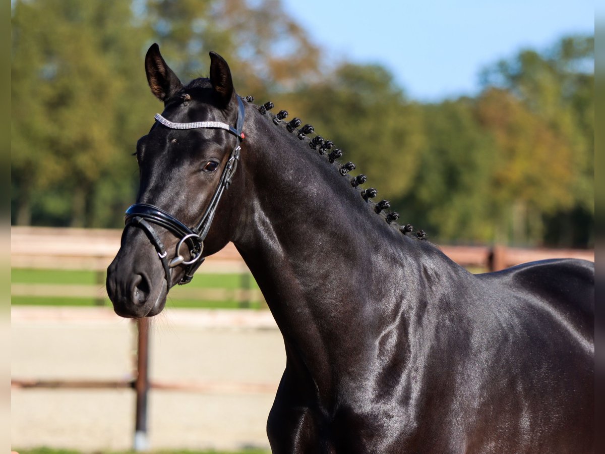 Oldenburg Gelding 5 years 16,2 hh Black in Rees