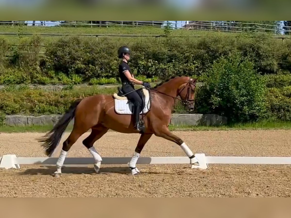 Oldenburg Gelding 5 years 16,2 hh Brown in Haag am Hausruck