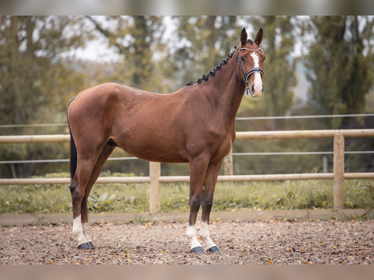 Oldenburg Gelding 5 years 16,2 hh Brown in Steinbrunn-le-bas