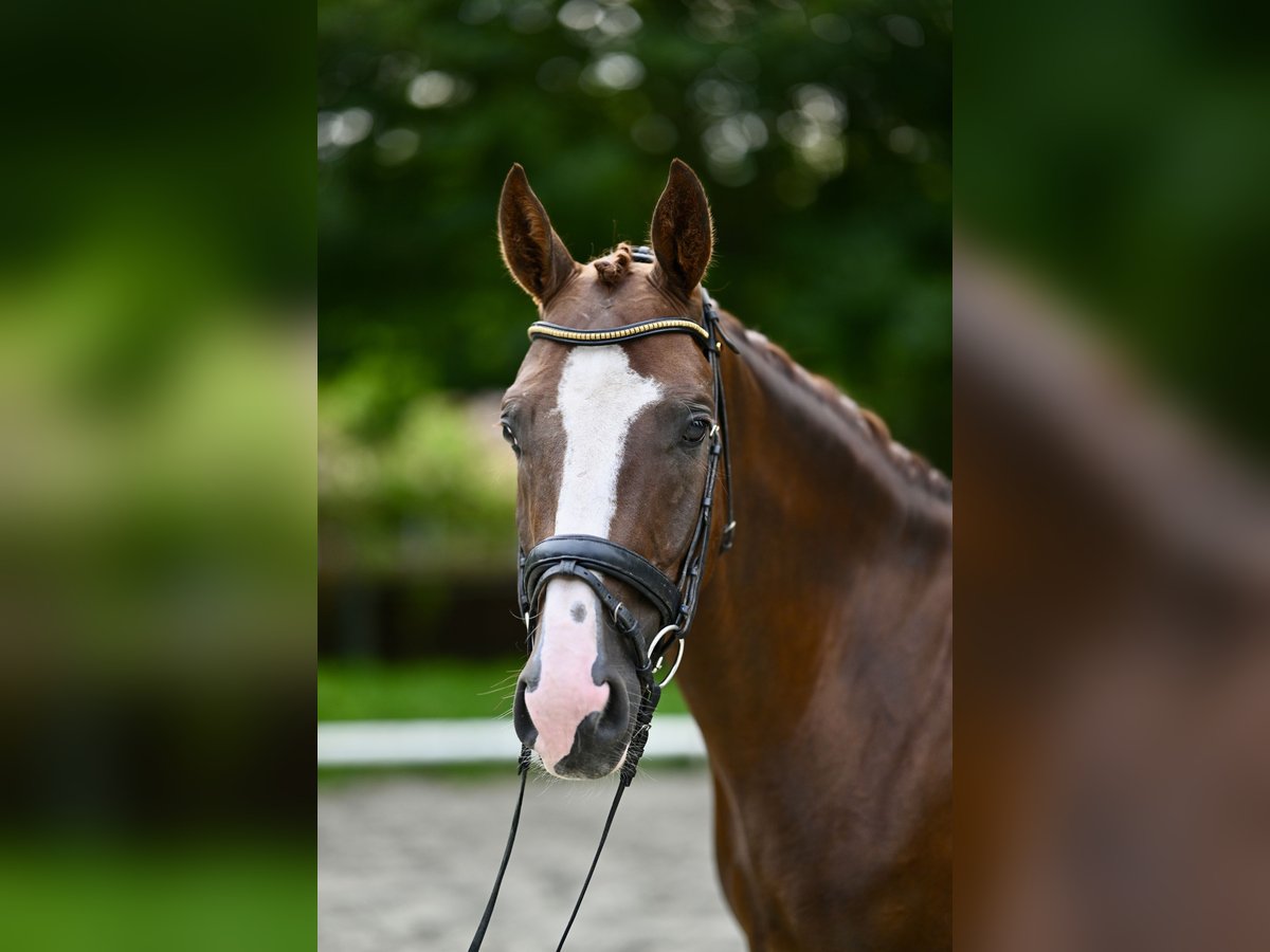 Oldenburg Gelding 5 years 16,2 hh Chestnut-Red in Hamburg Osdorf