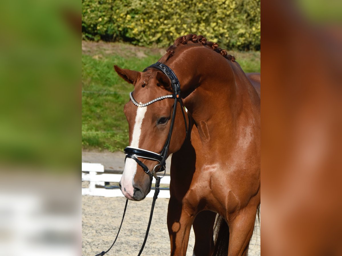 Oldenburg Gelding 5 years 16,2 hh Chestnut-Red in F&#xFC;rstenau
