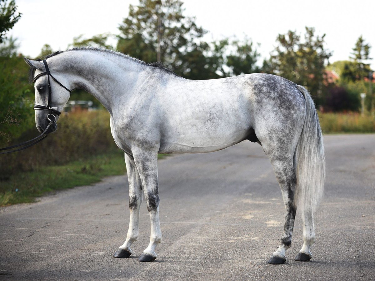 Oldenburg Gelding 5 years 16,2 hh Gray in Bekesszentandras