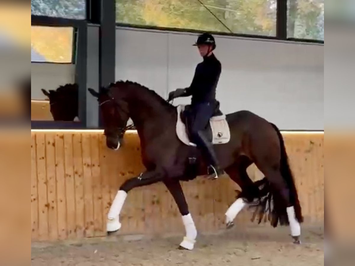 Oldenburg Gelding 5 years 16,3 hh Brown in Fürstenau