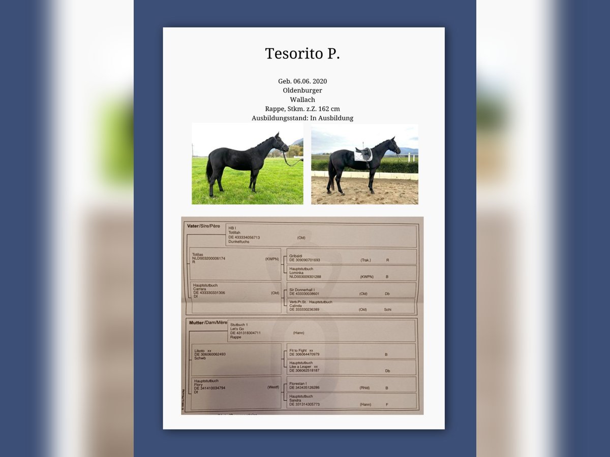 Oldenburg Gelding 5 years 16 hh Black in Ruden Oldenburg Gelding 5 years 16 hh Black in Ruden