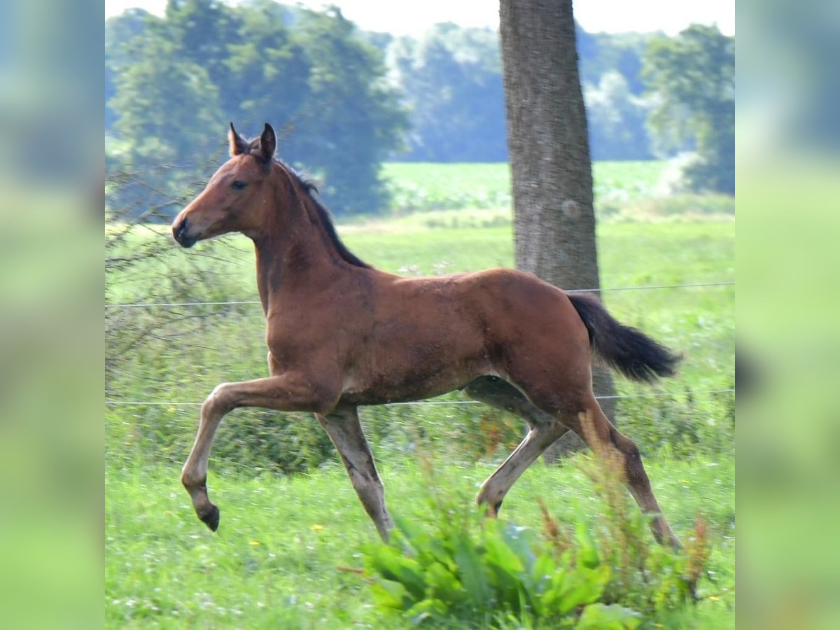 Oldenburg Gelding 5 years 16 hh Brown in Görwihl