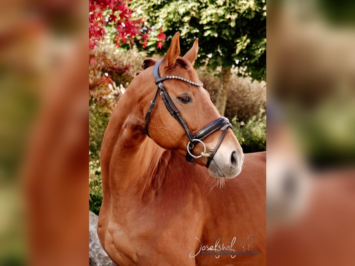 Oldenburg Gelding 5 years 16 hh Chestnut-Red in Oberstadion