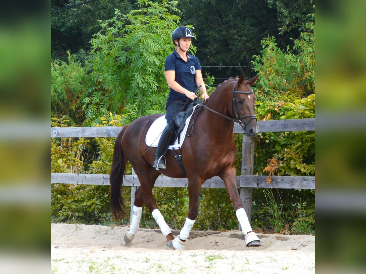 Oldenburg Gelding 5 years 16 hh Chestnut-Red in Milín