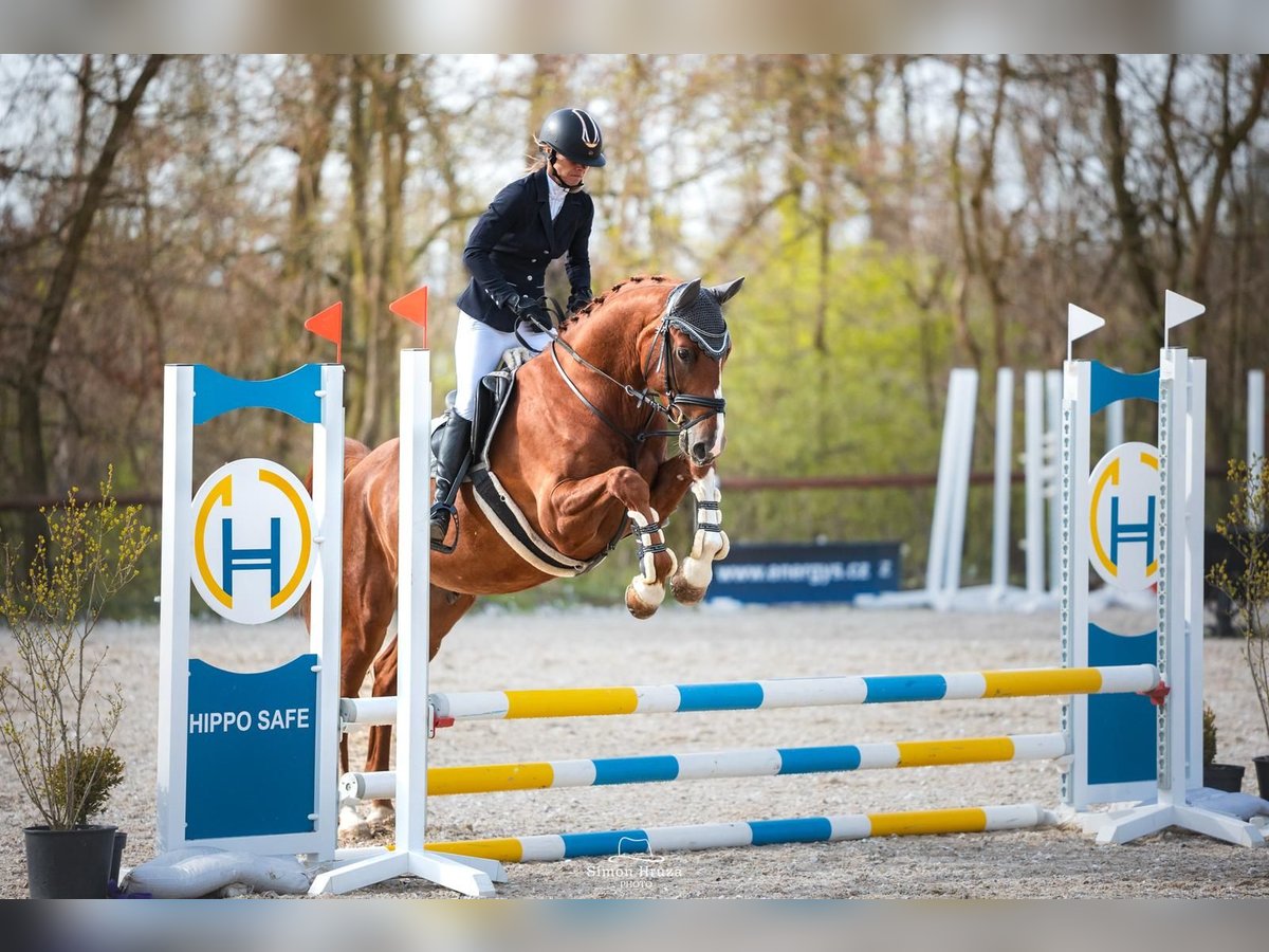 Oldenburg Gelding 5 years 16 hh Chestnut-Red in Brno