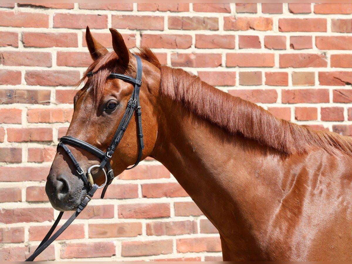 Oldenburg Gelding 5 years 16 hh Chestnut-Red in Rhede