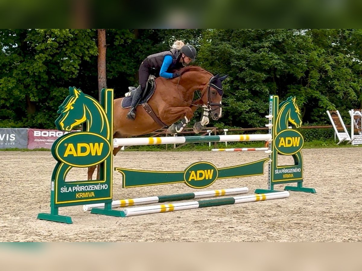 Oldenburg Gelding 5 years 16 hh Chestnut in Brno