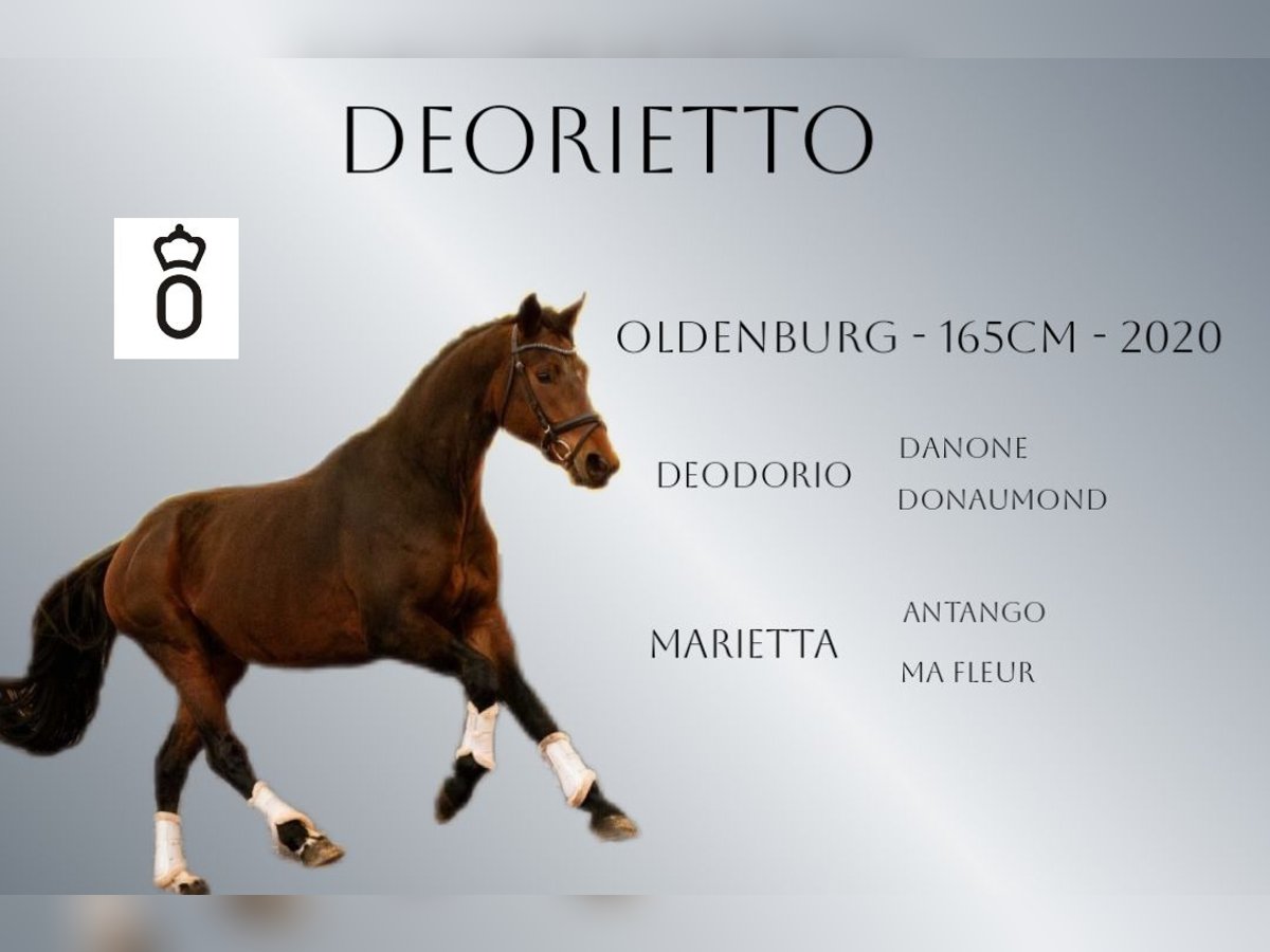 Oldenburg Gelding 5 years 16,1 hh Brown in Ciemne