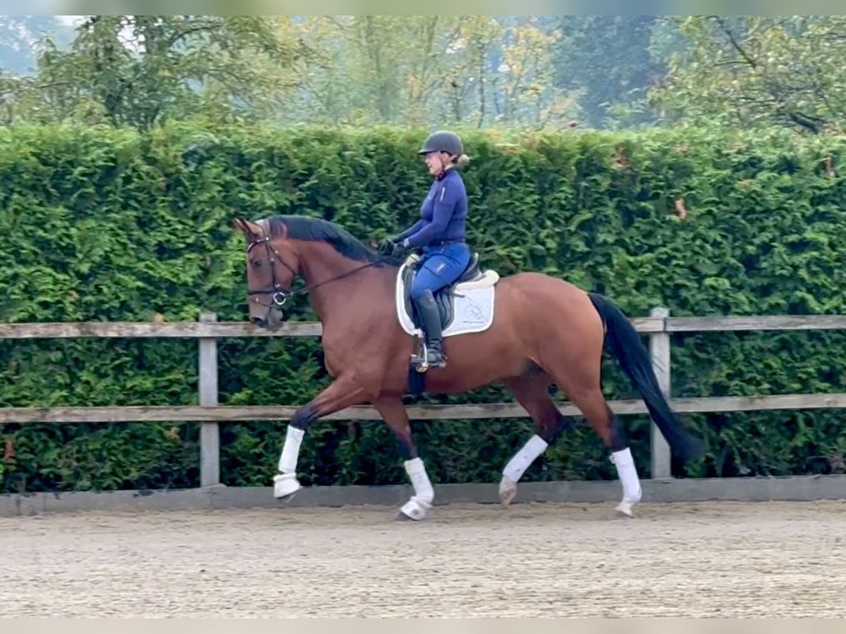 Oldenburg Gelding 5 years 16,1 hh Brown in Lohne (Oldenburg)