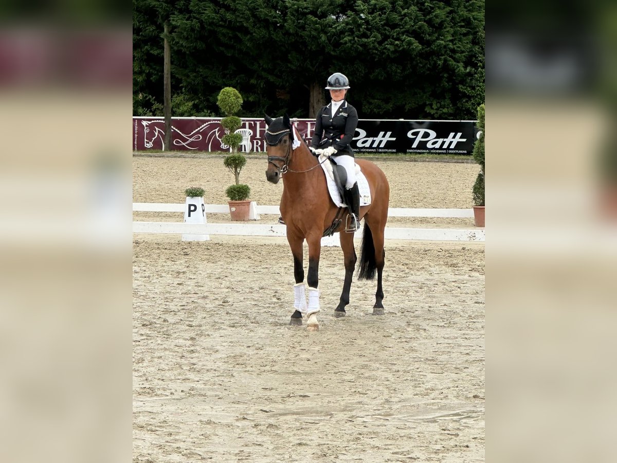 Oldenburg Gelding 5 years 16,1 hh Brown in Solingen