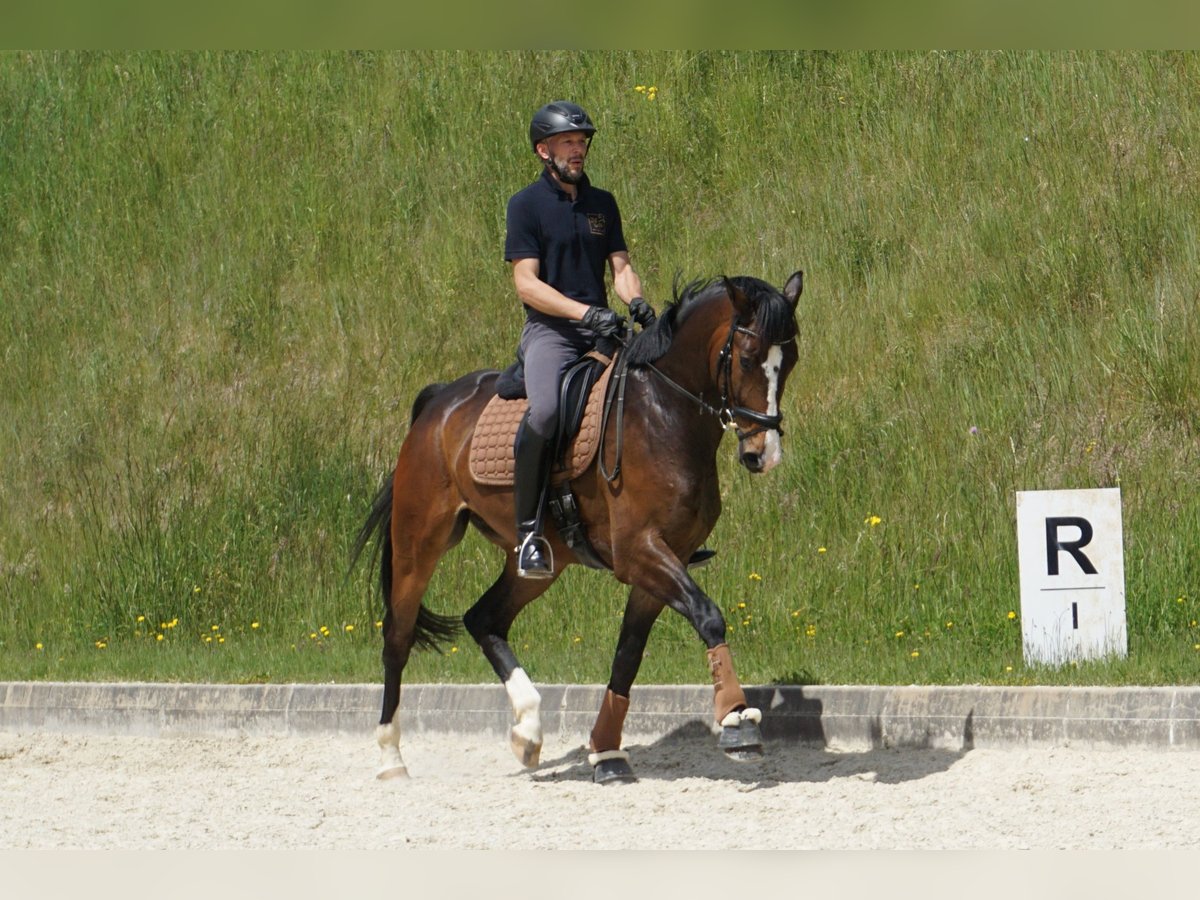 Oldenburg Gelding 5 years 16,1 hh Brown in St.Paul
