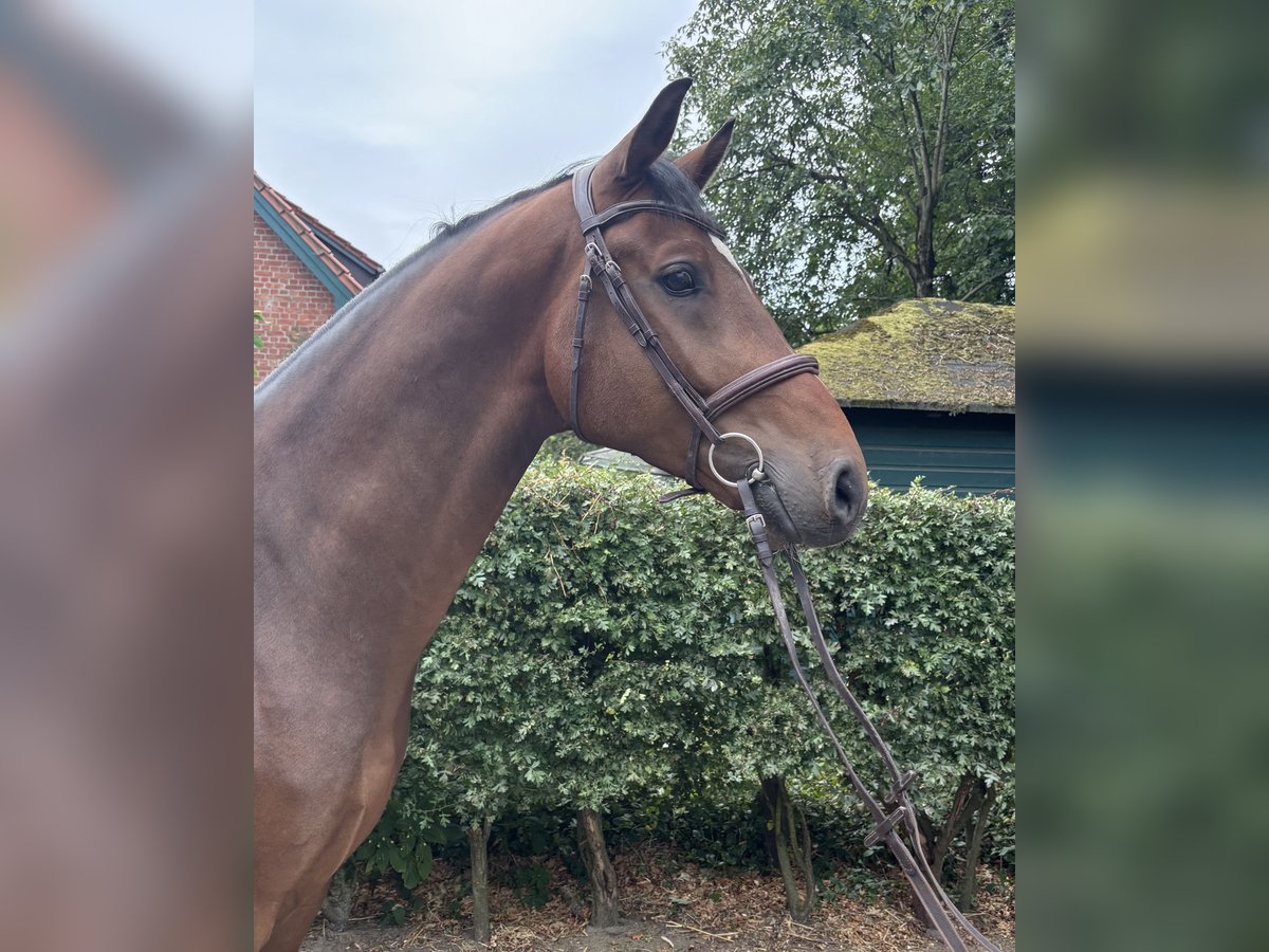 Oldenburg Gelding 5 years 16,1 hh Brown in Fredenbeck Oldenburg Gelding 5 years 16,1 hh Brown in Fredenbeck