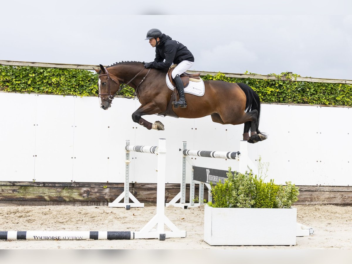 Oldenburg Gelding 5 years 16,1 hh Brown in Waddinxveen