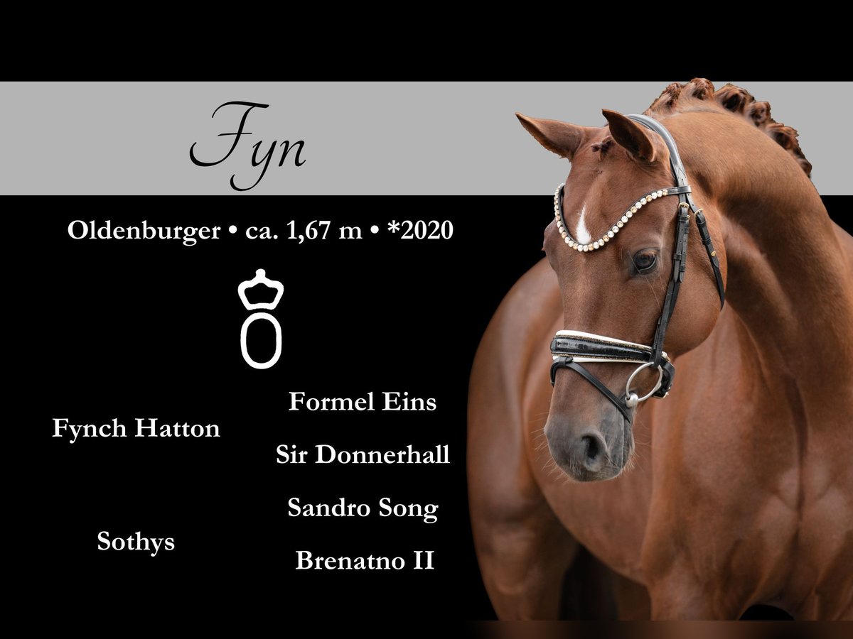 Oldenburg Gelding 5 years 16,1 hh Chestnut in Wehringen Oldenburg Gelding 5 years 16,1 hh Chestnut in Wehringen