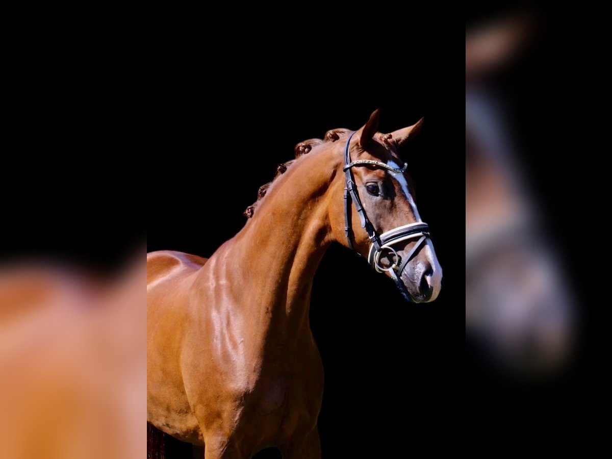 Oldenburg Gelding 5 years 16,1 hh Chestnut in Visbek
