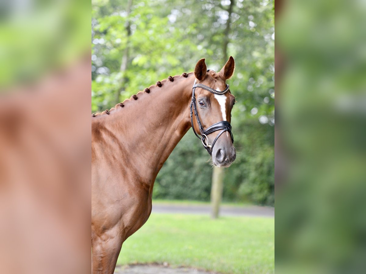 Oldenburg Gelding 5 years 16,1 hh Chestnut-Red in Vechta