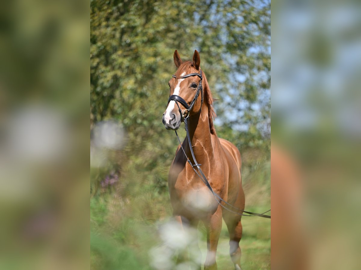Oldenburg Gelding 5 years 16,1 hh Chestnut-Red in Saalow