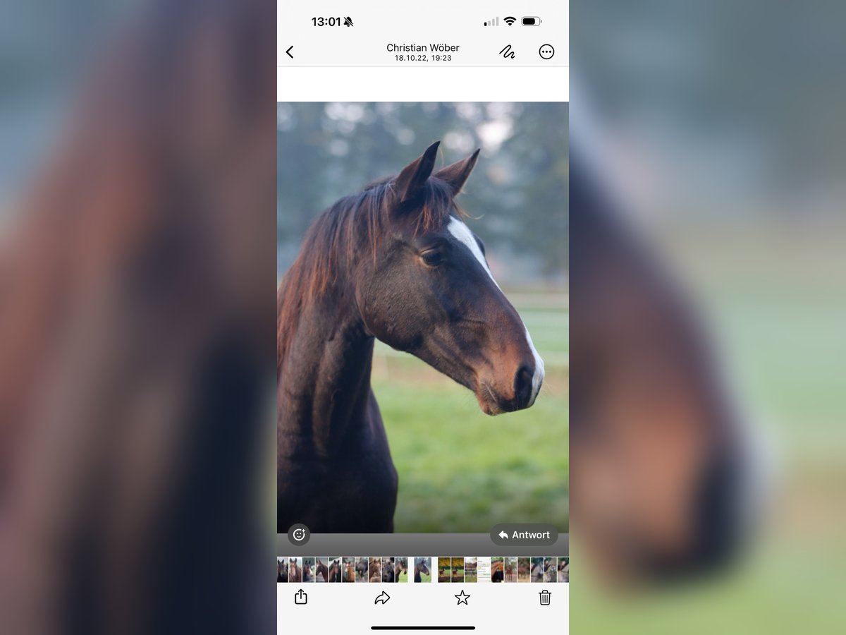 Oldenburg Gelding 5 years 16,2 hh Bay-Dark in L&#xF6;ningen